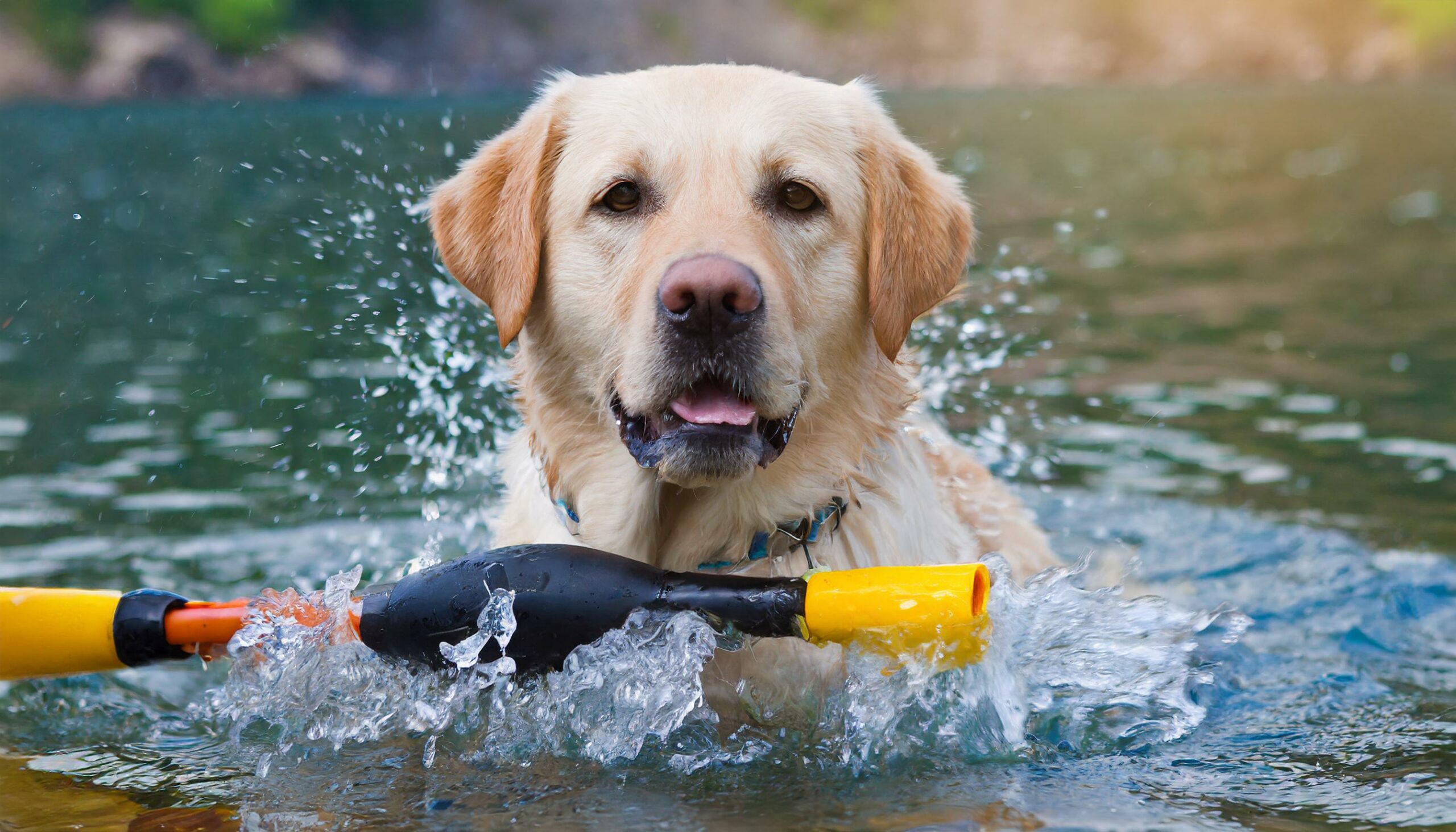 waterproof dogs