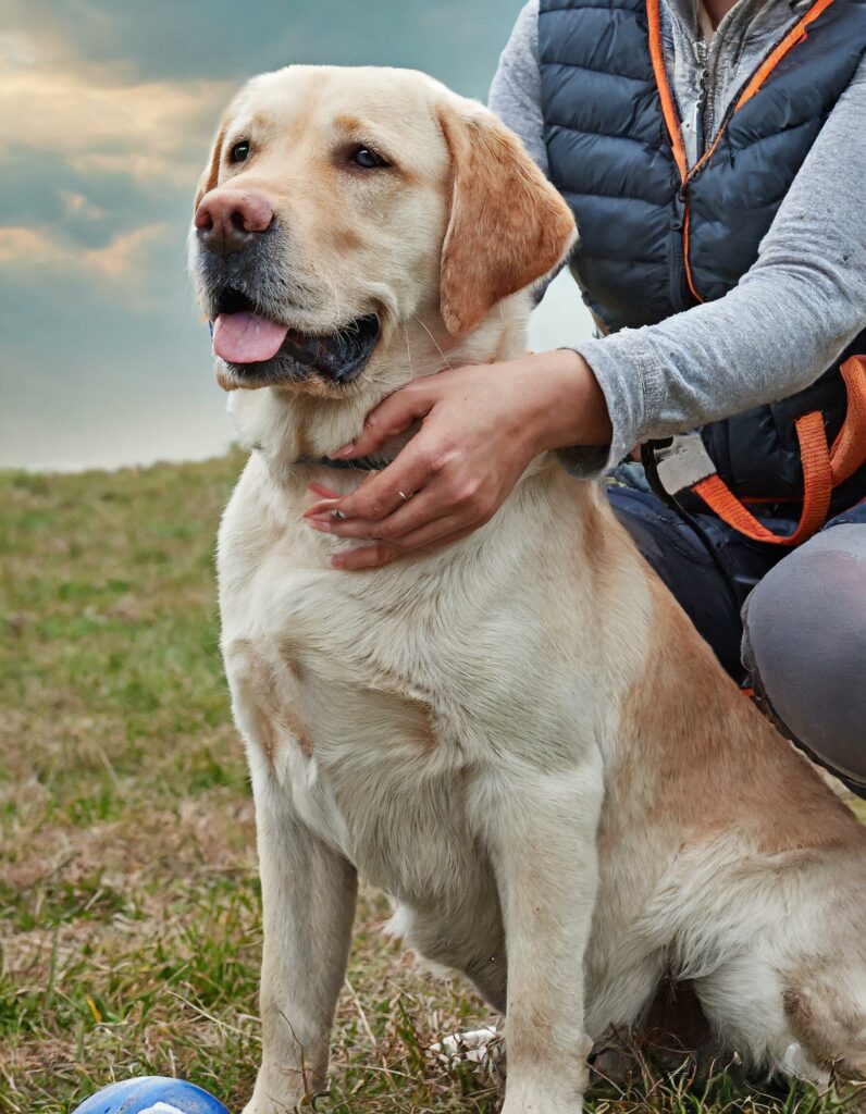 Labrador training