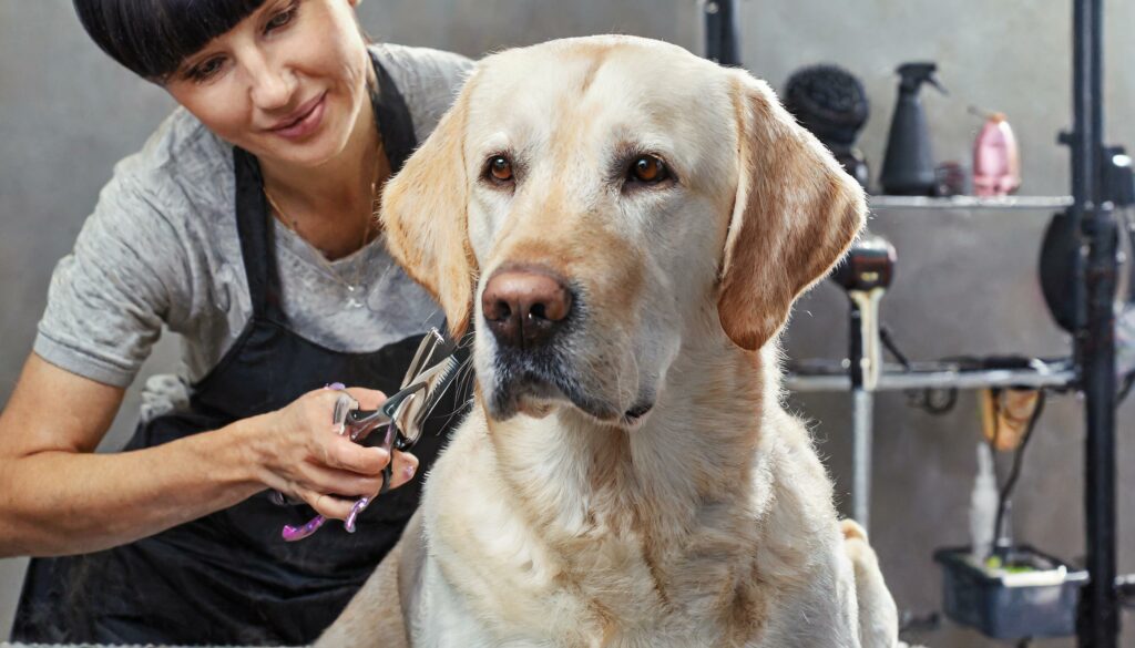 Labrador grooming