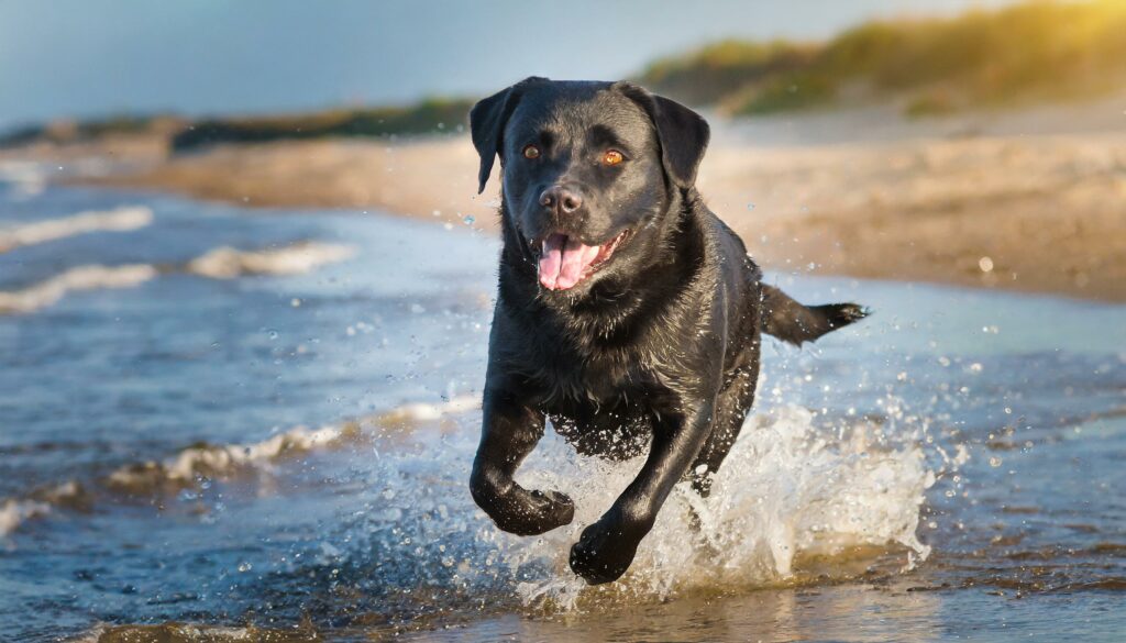 Labrador loves water