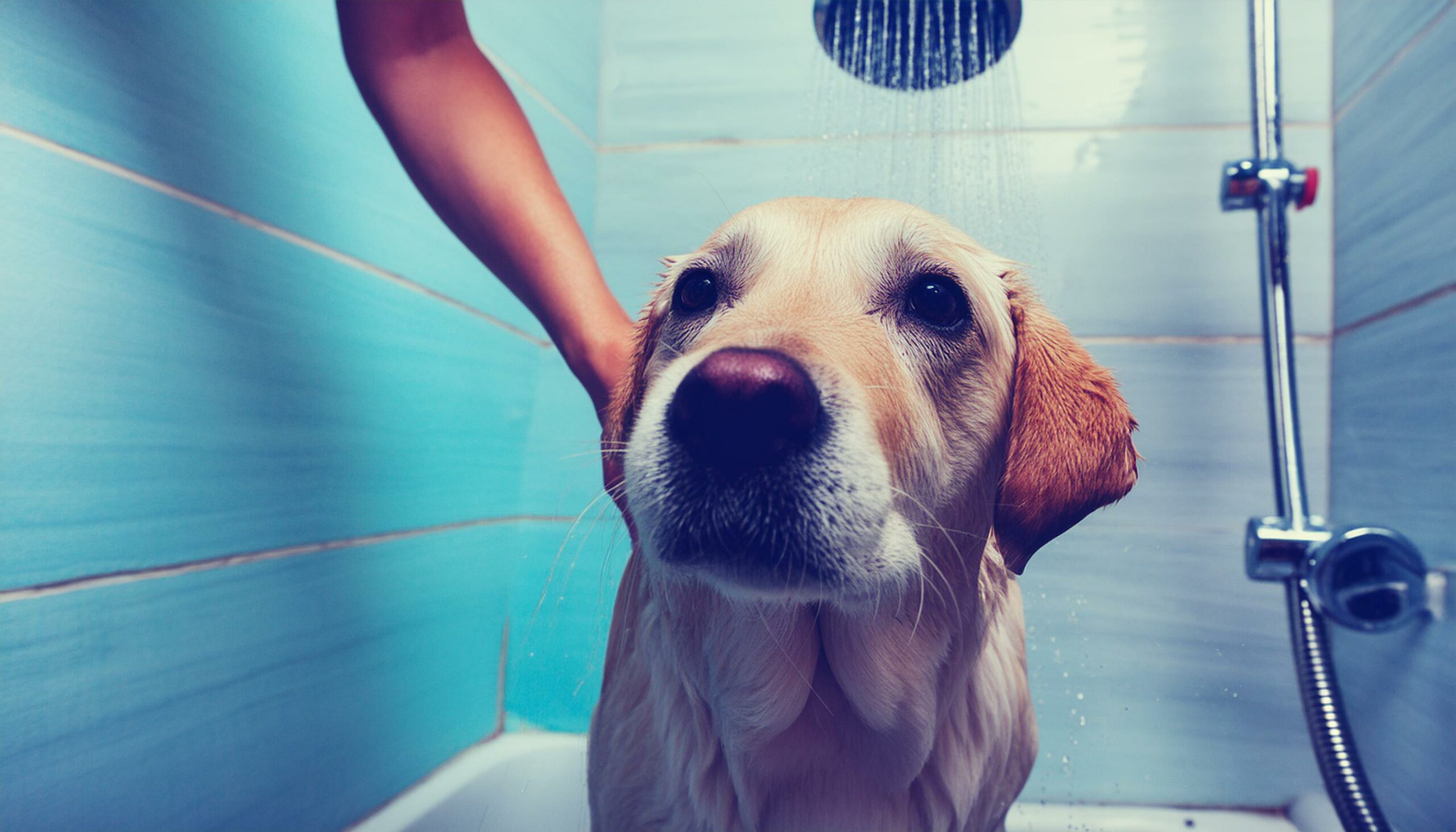 Labrador bathing frequency