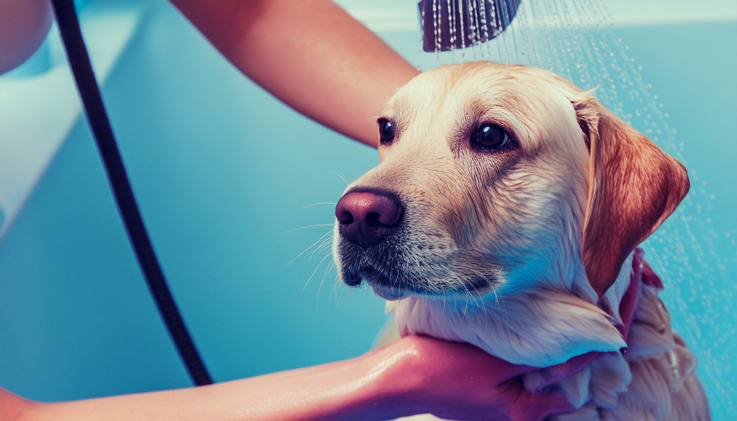 Bathing Labrador