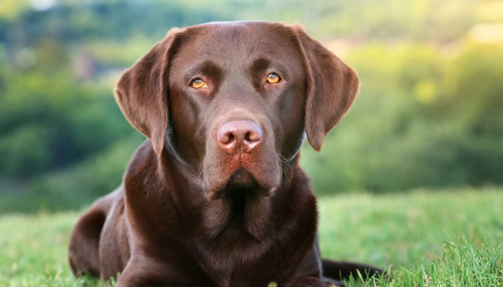 Labrador Retriever colors