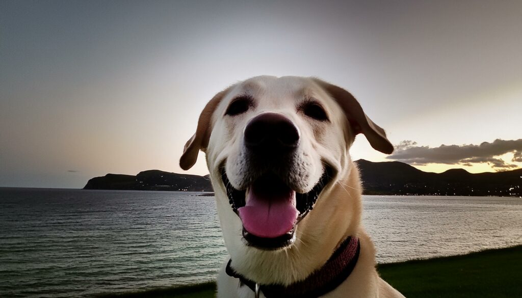 labrador happiness