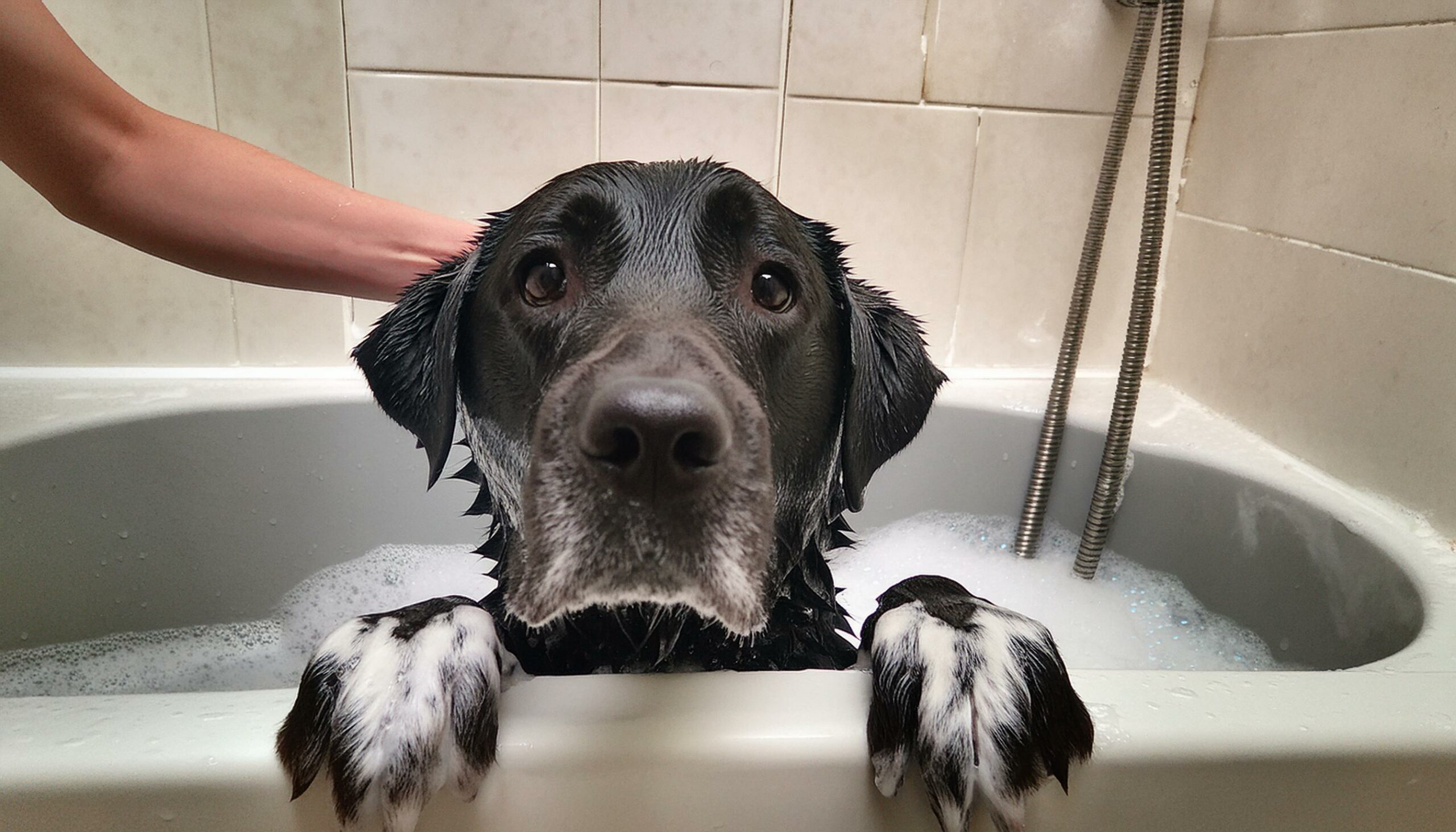 bathing a Lab