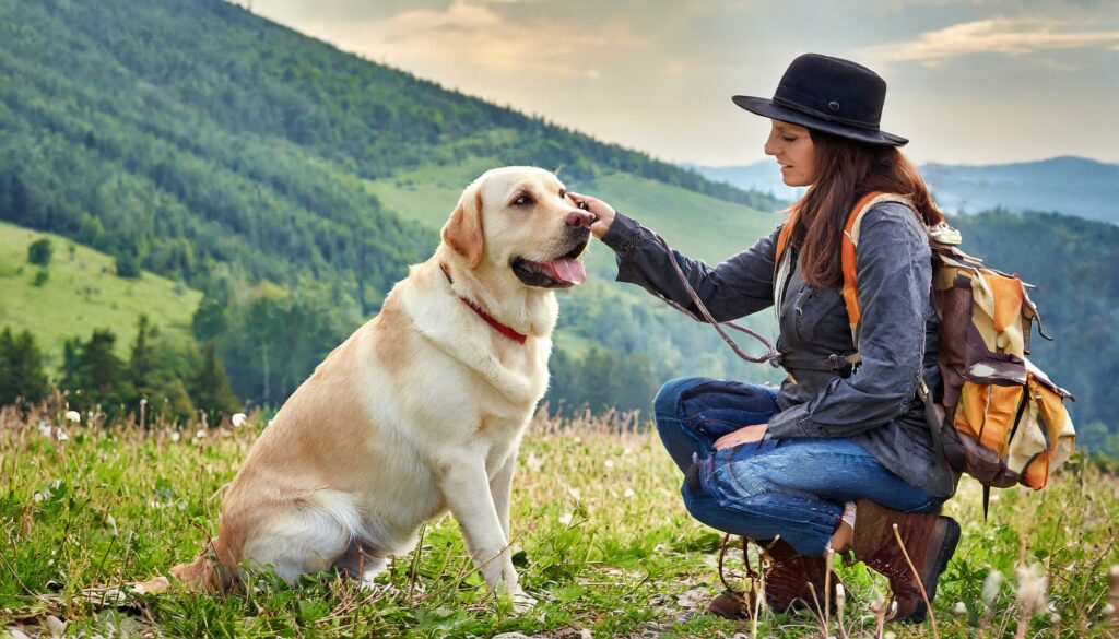 Labrador barking