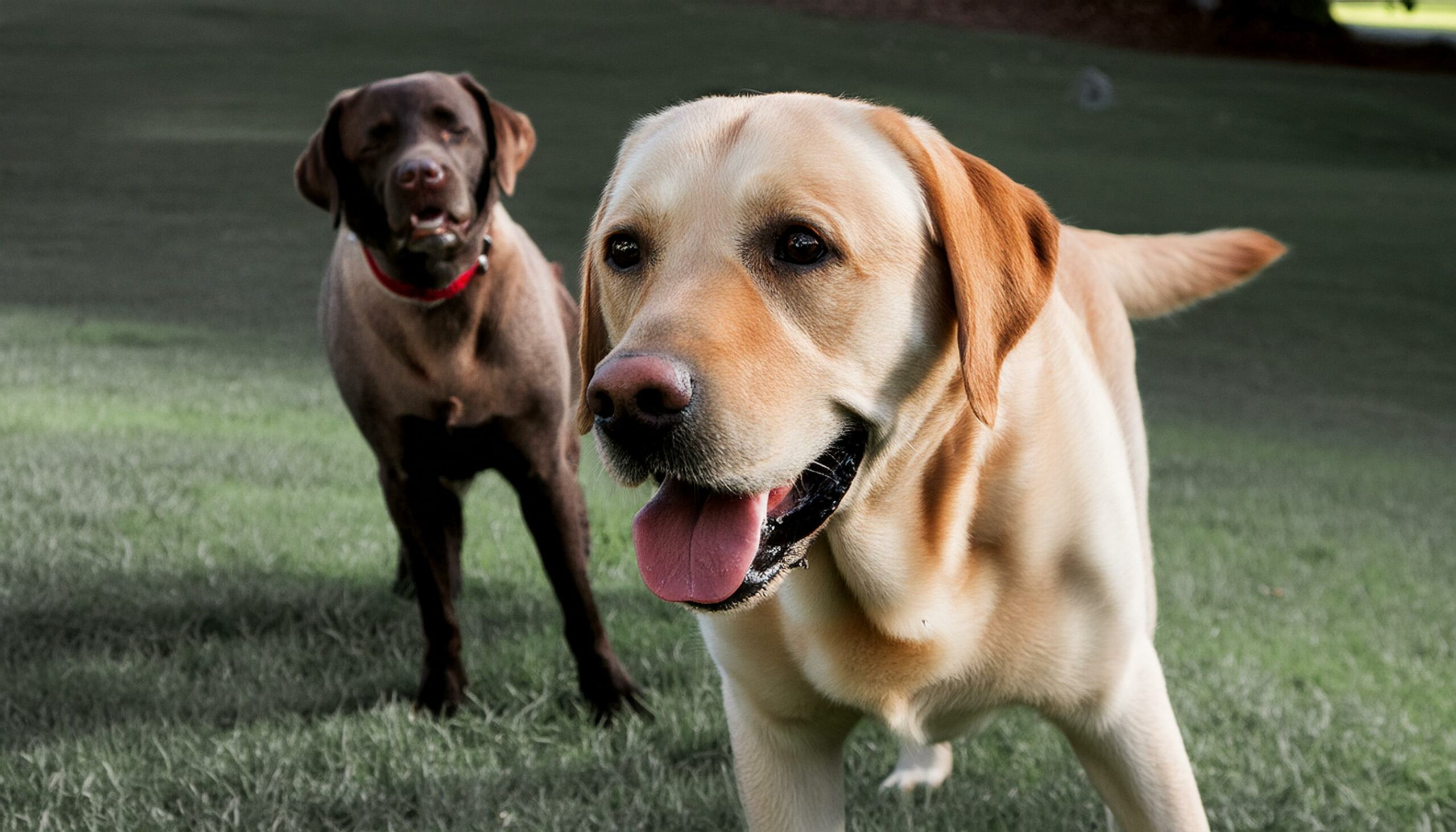 Labrador Retriever