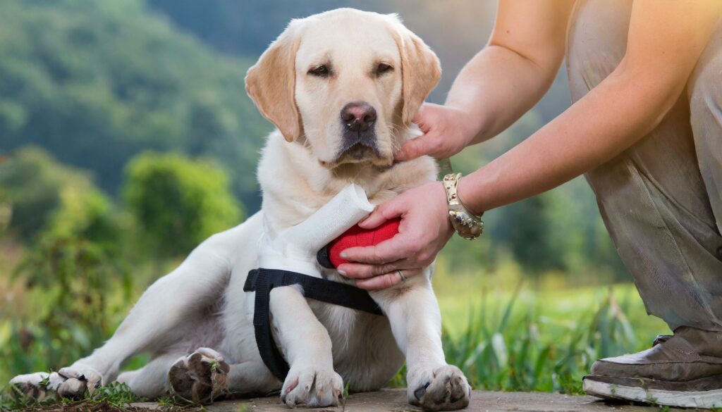 Labradors health issues