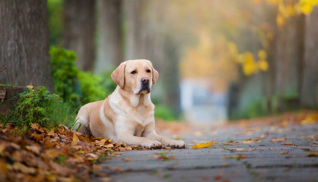 Labradors alone