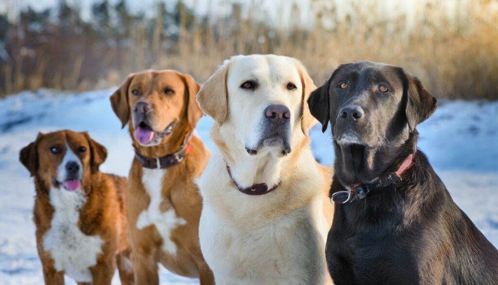 original Labrador color