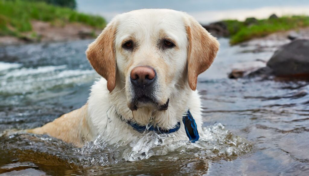 waterproof dogs