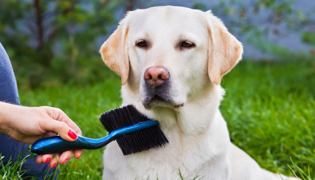 Labrador grooming