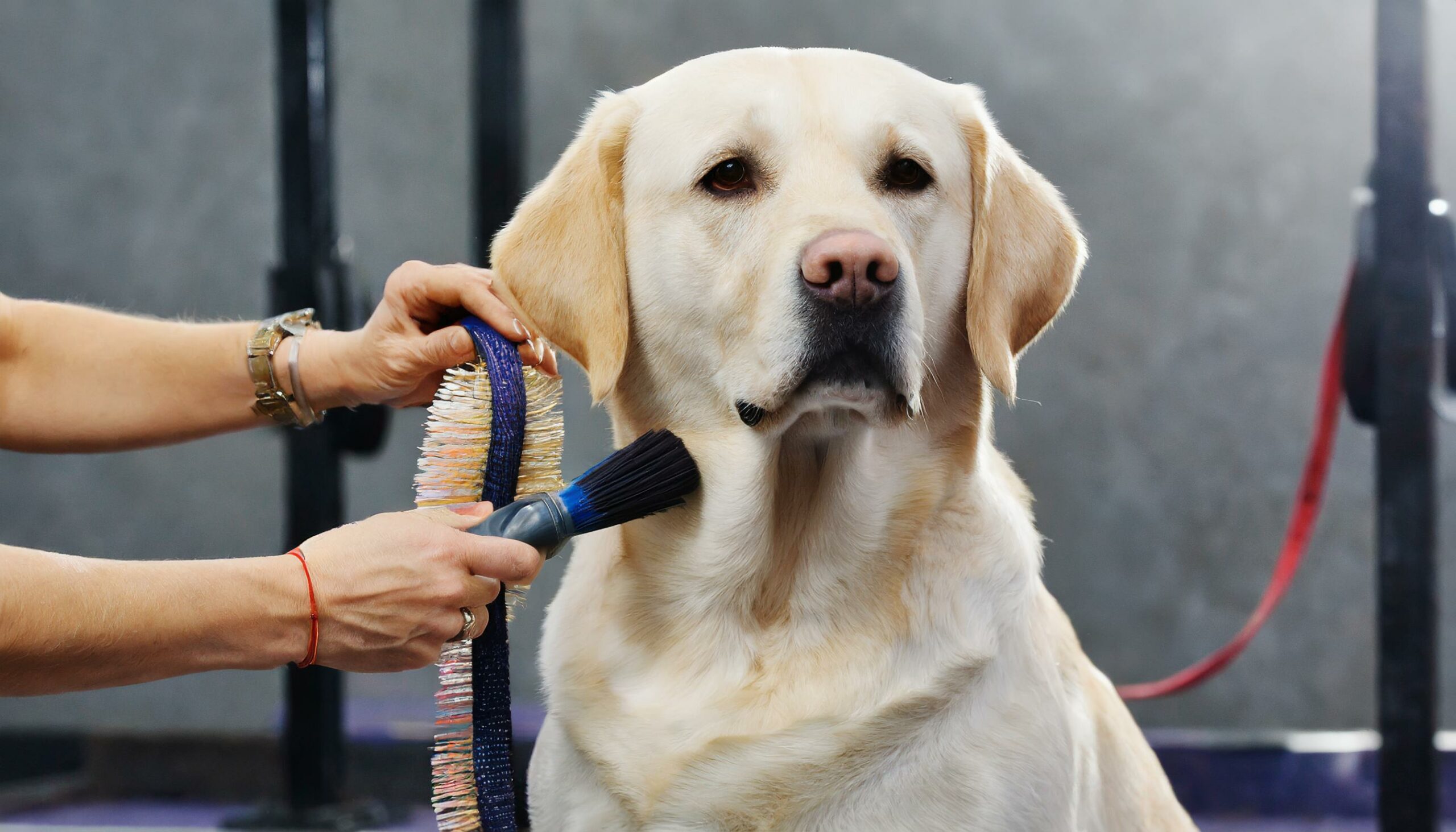 Labrador grooming