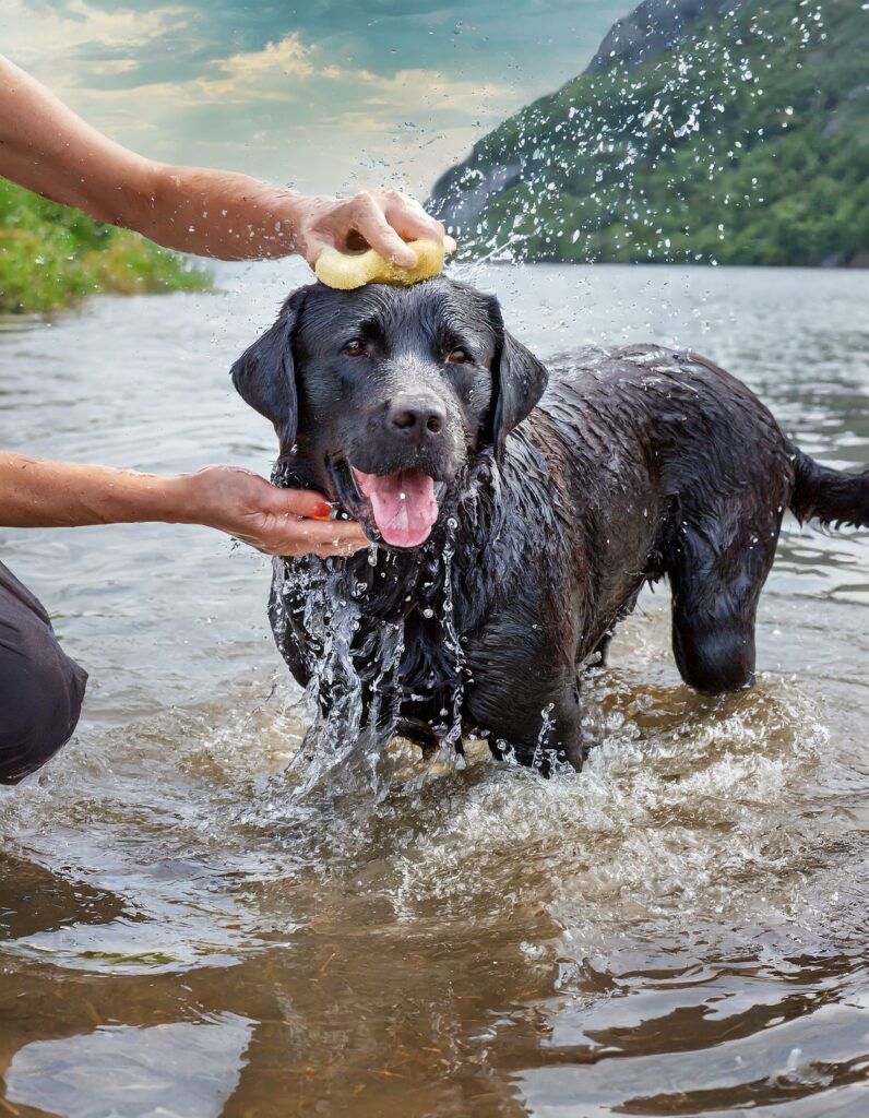 Labrador bathing frequency