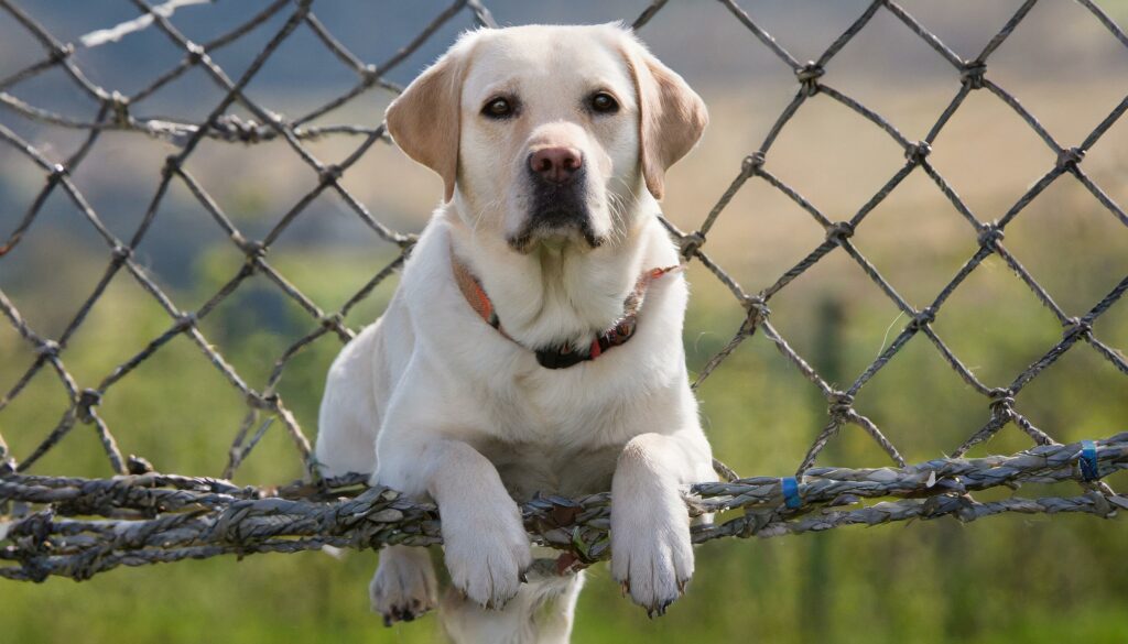 Labrador barking