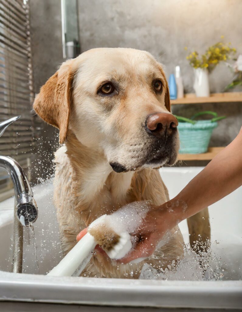 Labrador bathing frequency