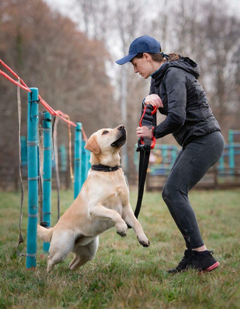 Labrador Intelligence