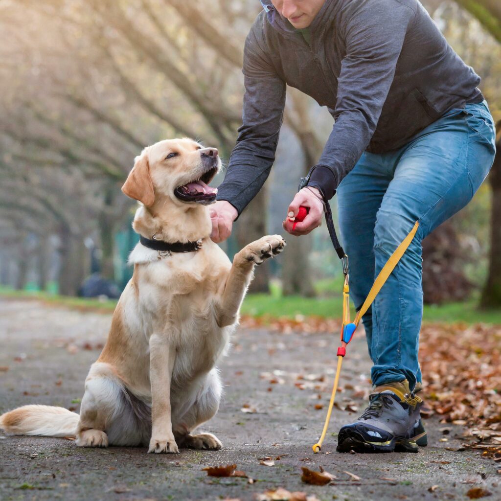 Training Your Labrador Retriever