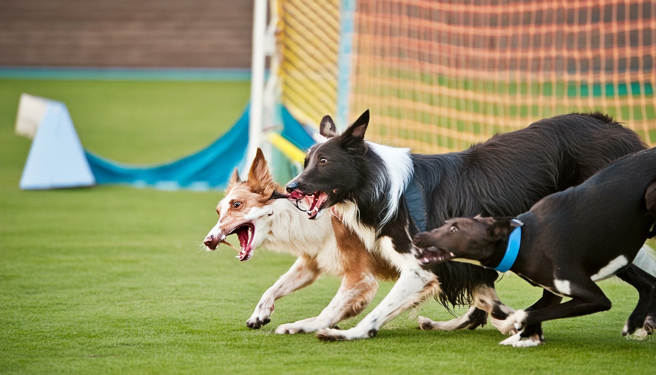 Border Collies disadvantages