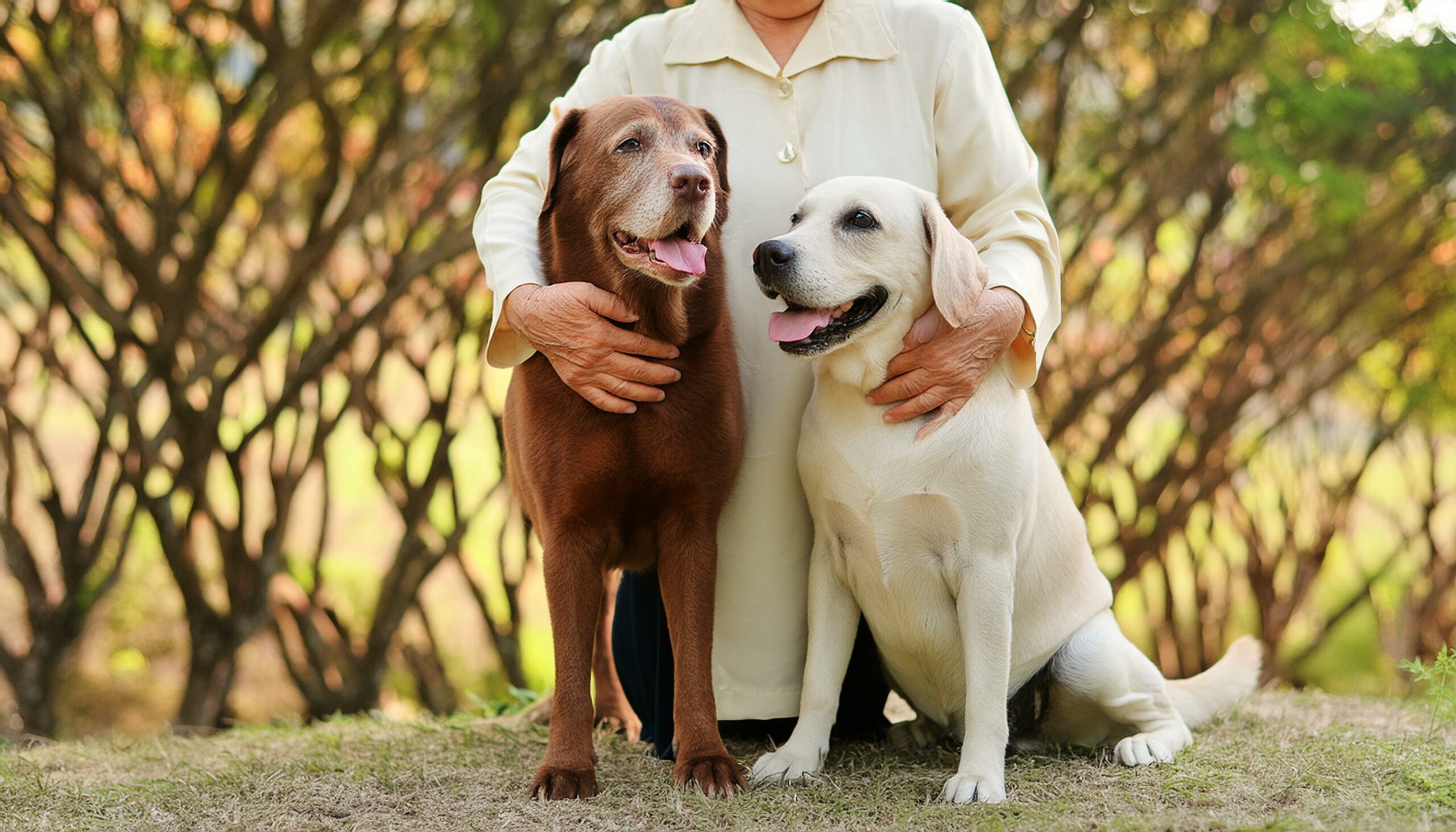 Labrador Retrievers