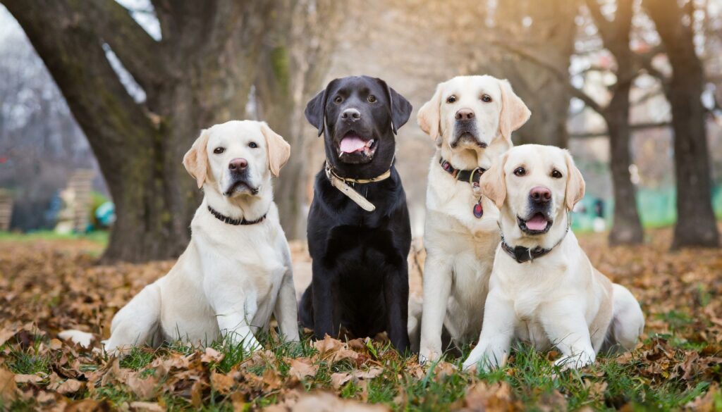 Labrador maintenance