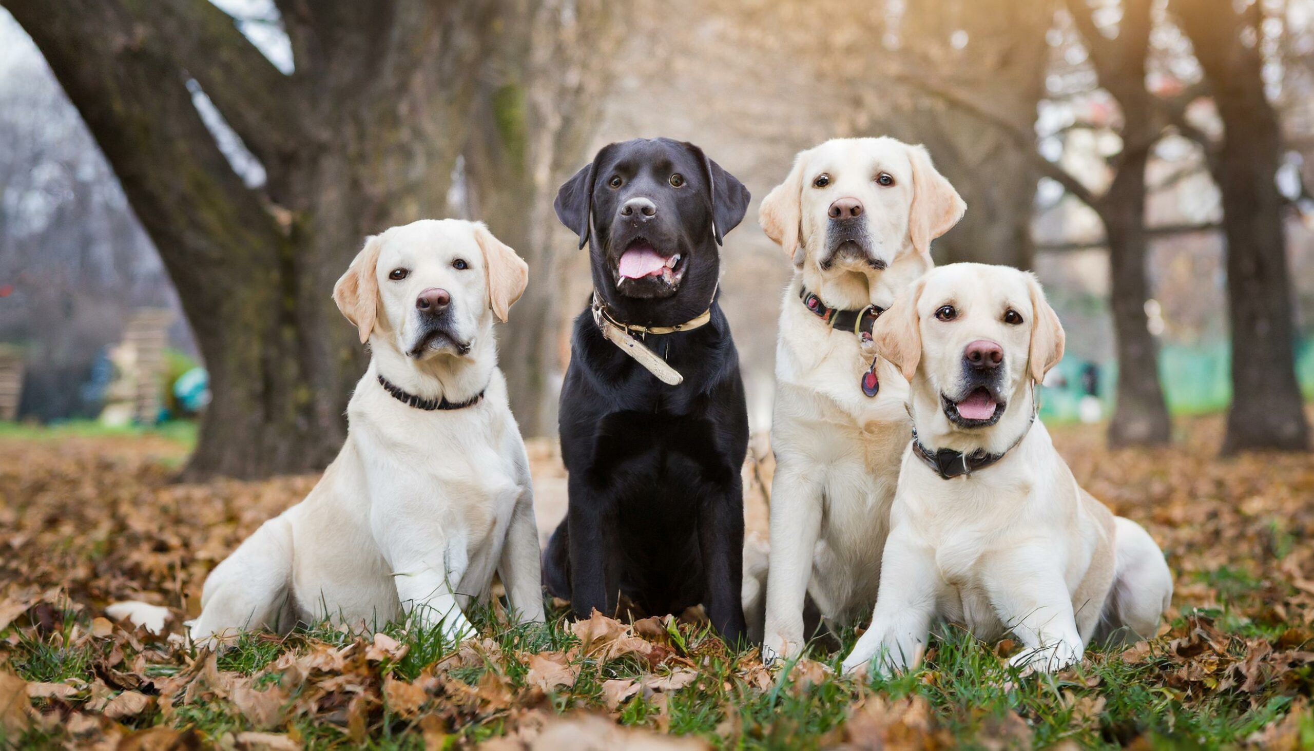 Labrador behavior