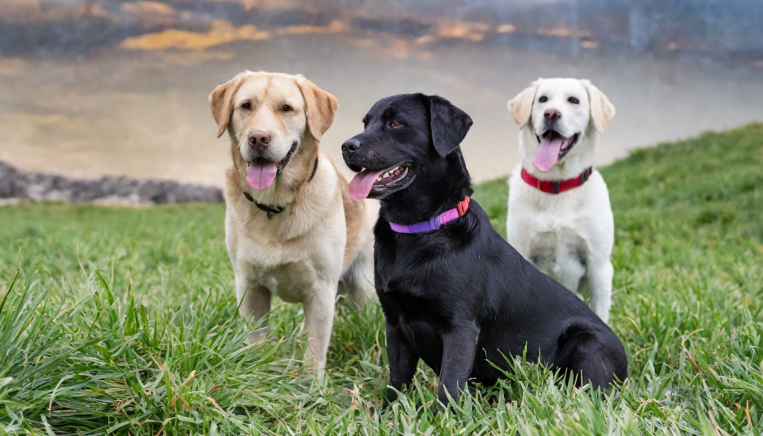 calmest Labrador color