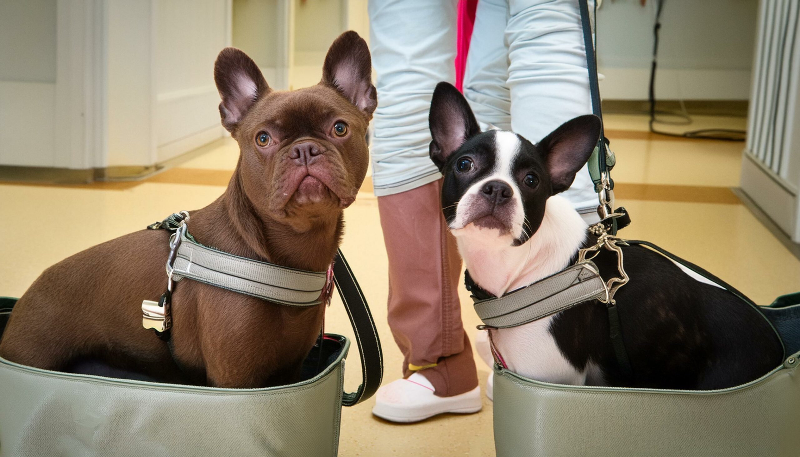 French Bulldogs protective behavior