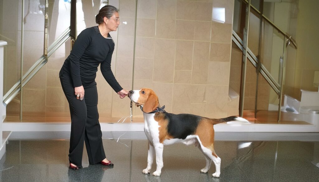 Beagle behavior correction