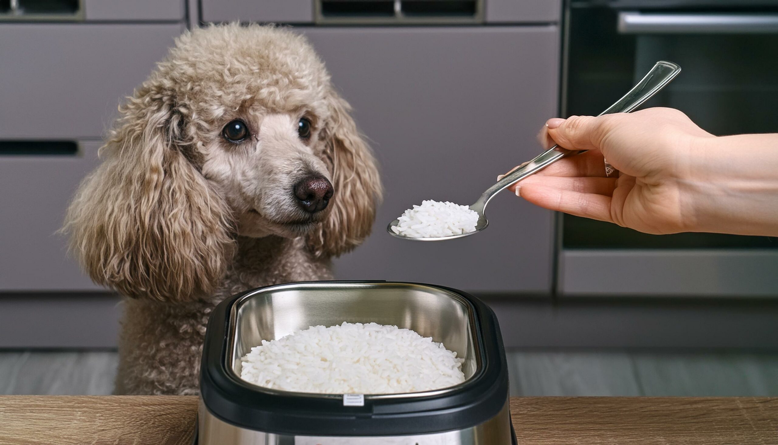 Poodles rice