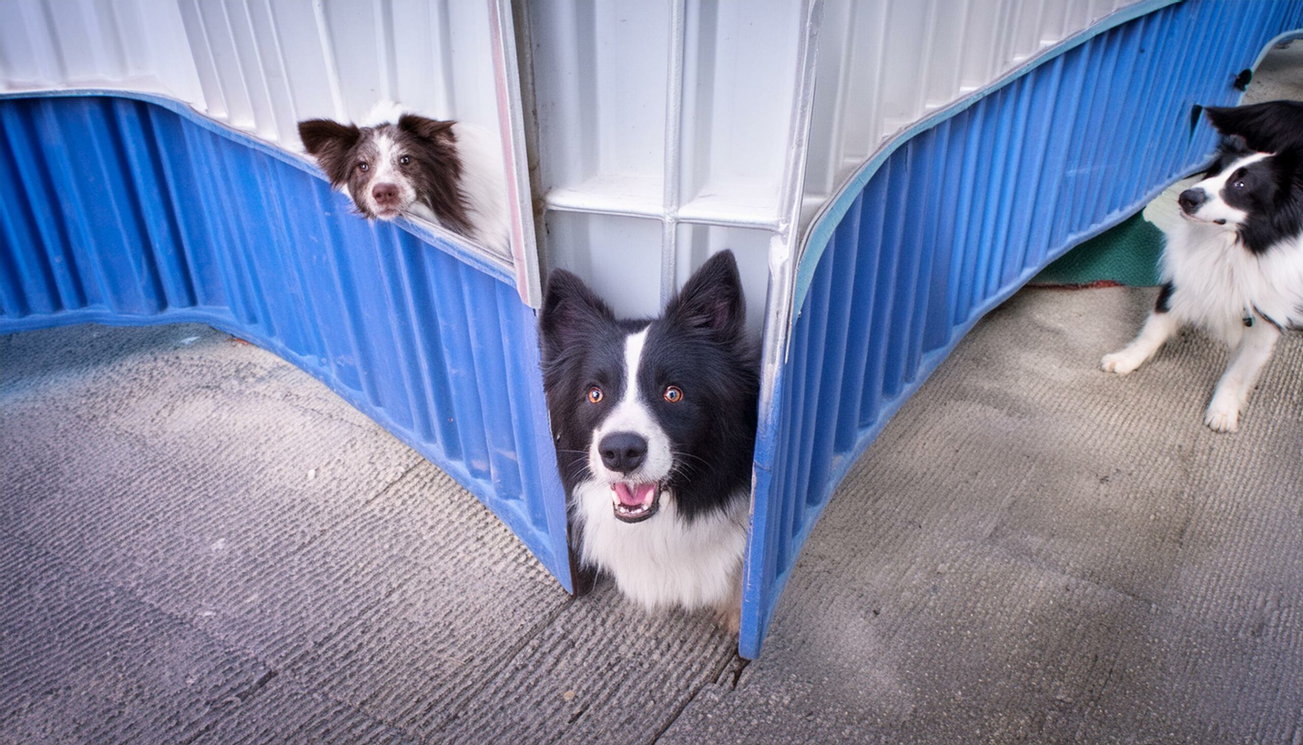 Border Collies hiding behavior