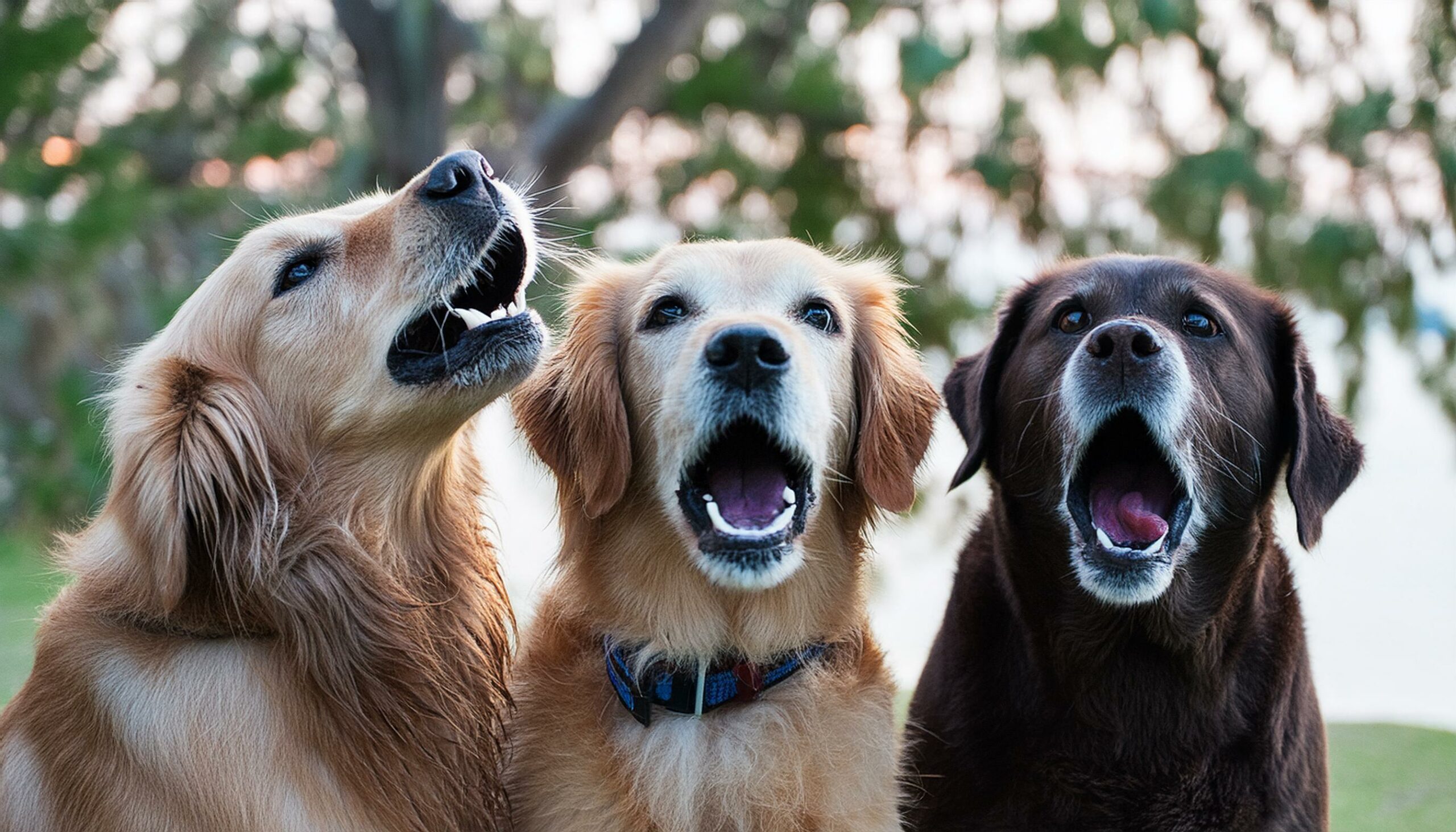 Golden Retrievers barking behavior