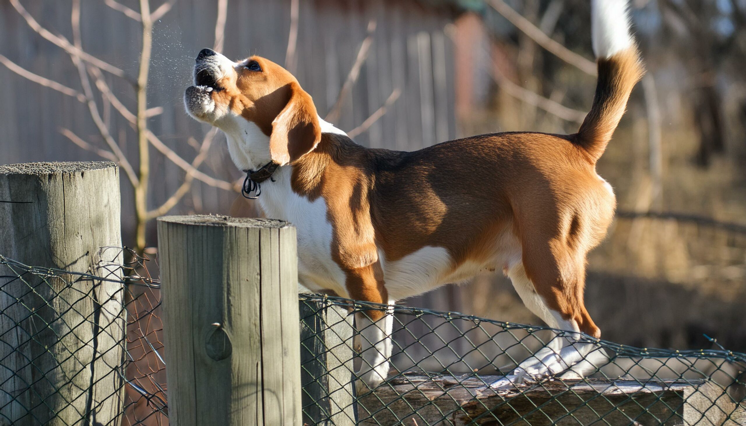 Beagle barking