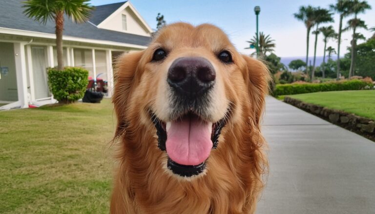 Golden Retriever happiness