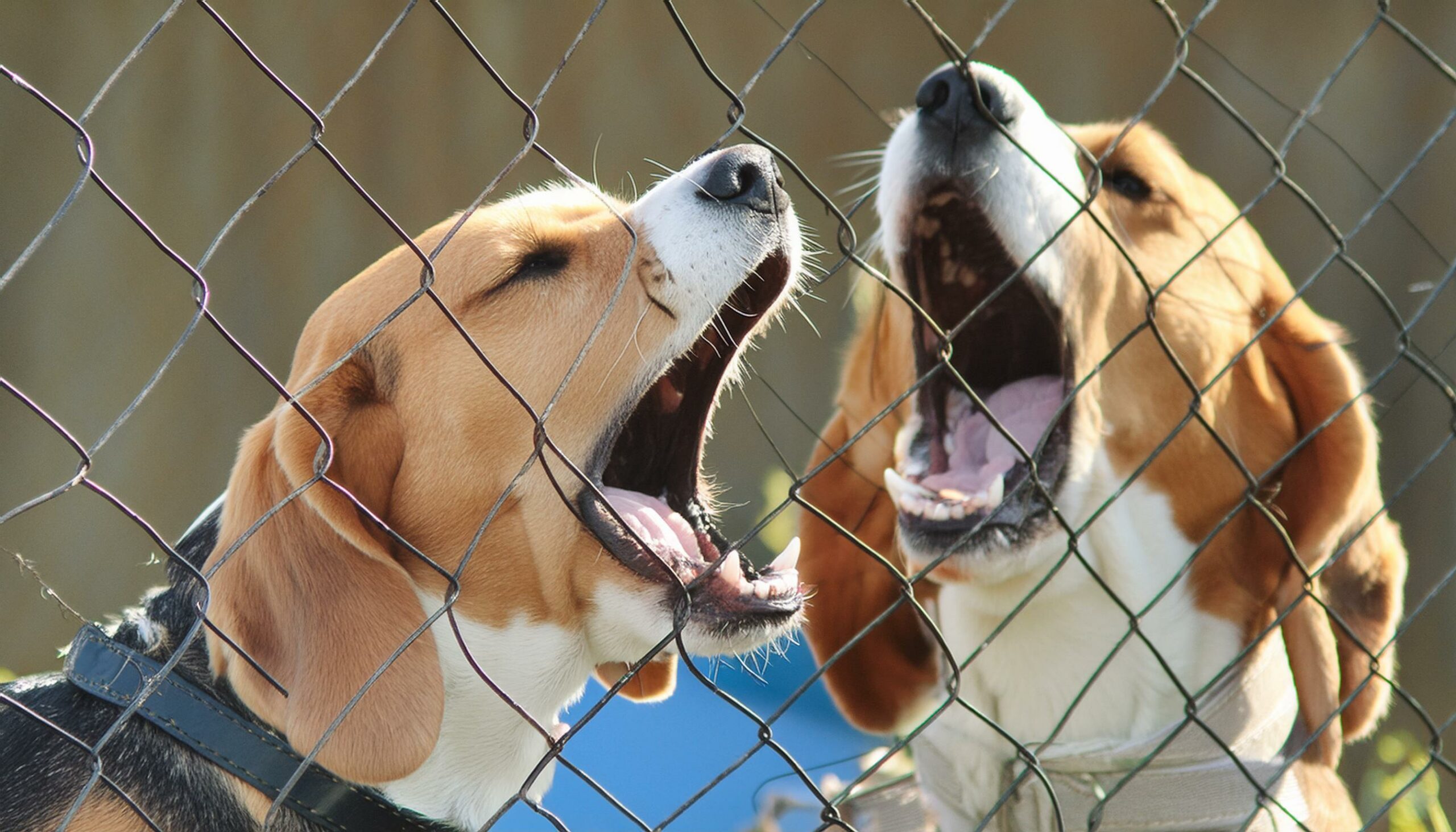 Beagle howling