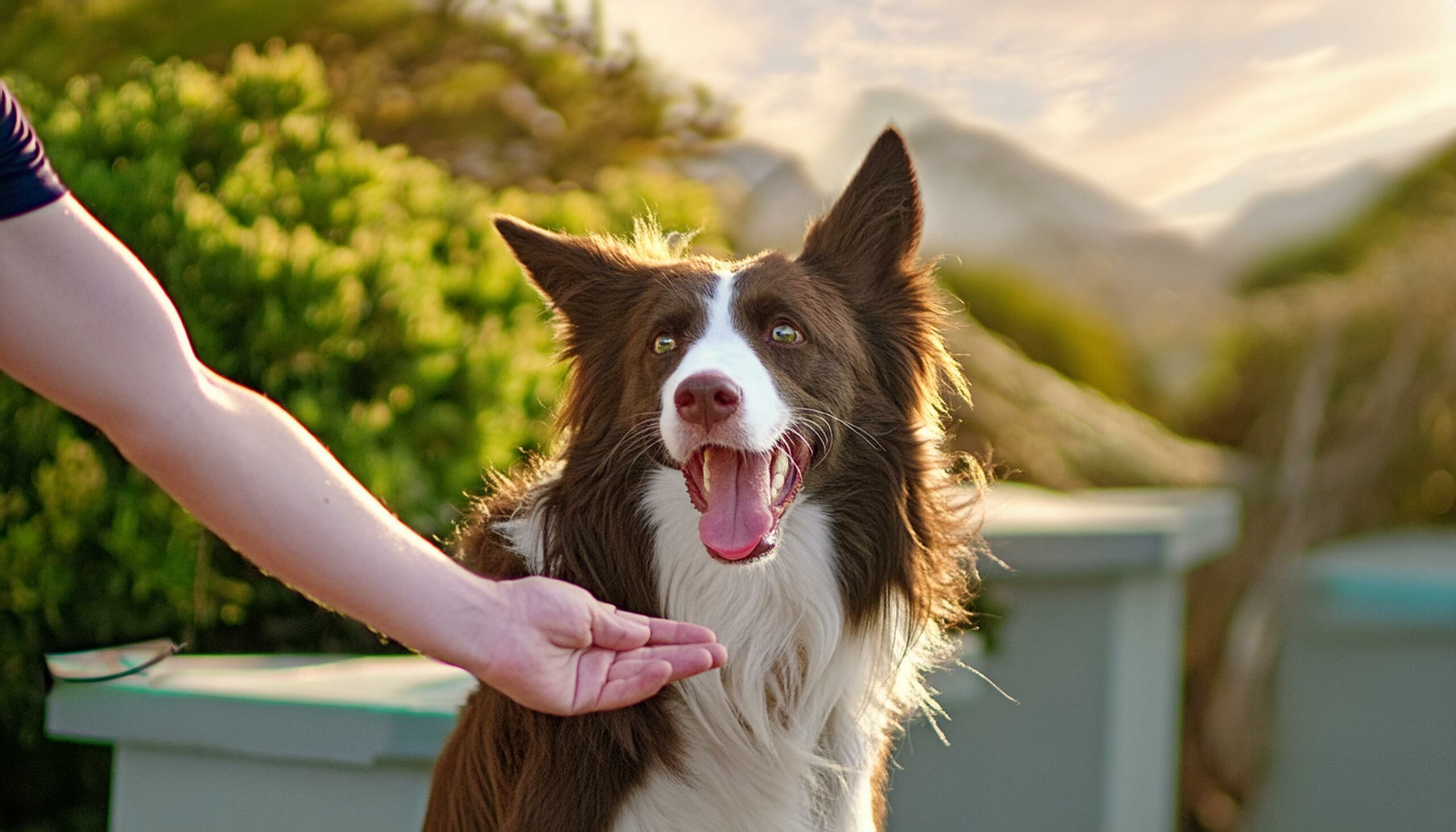 Border Collie happiness