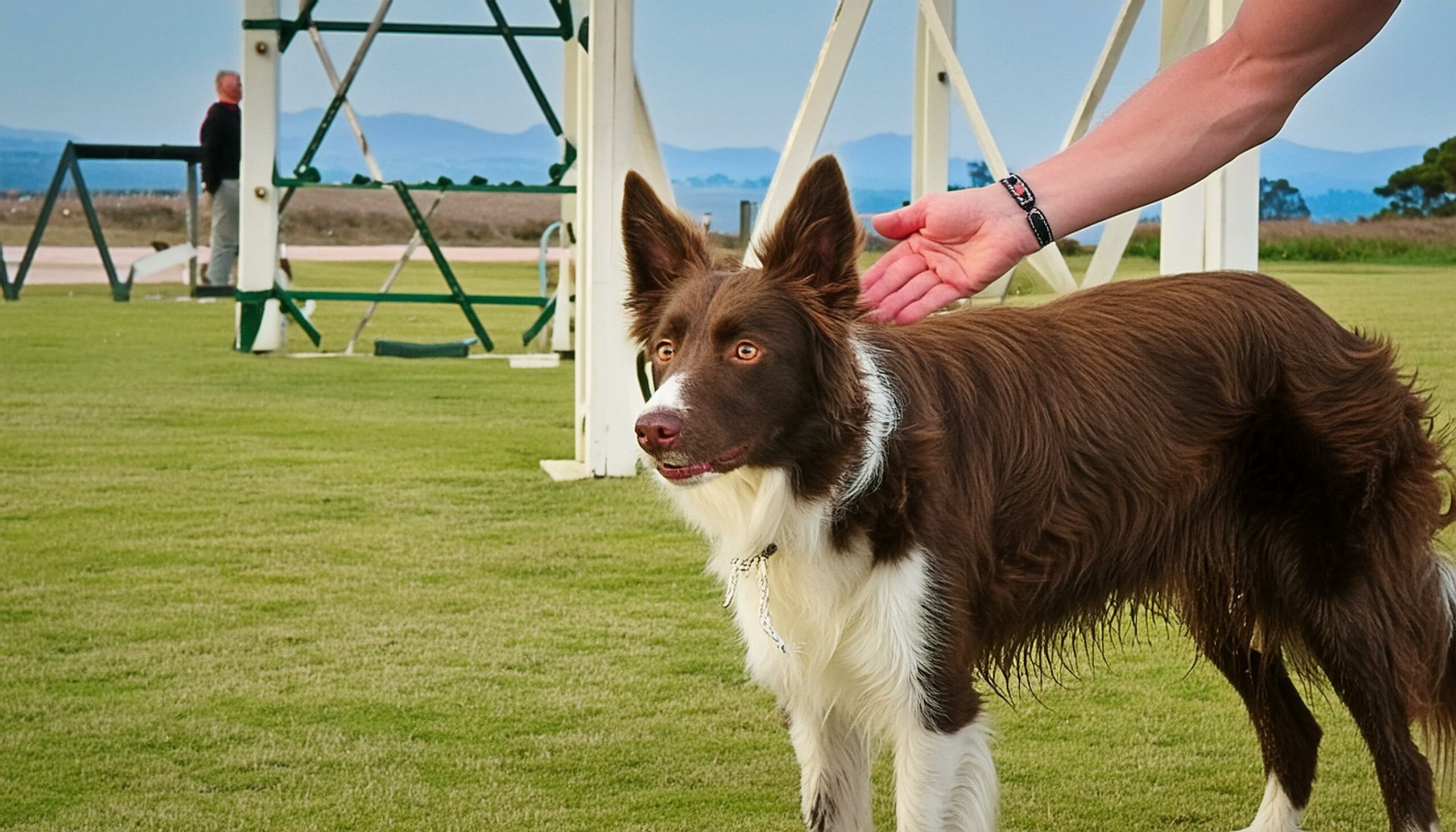 Border Collie discipline