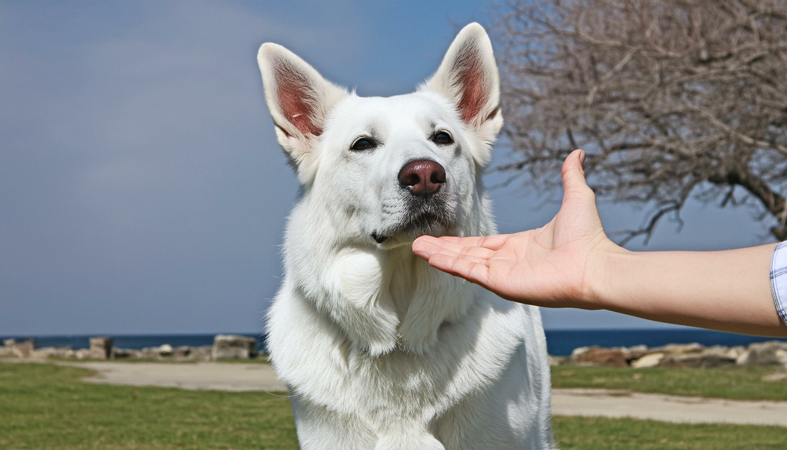 German Shepherd greet