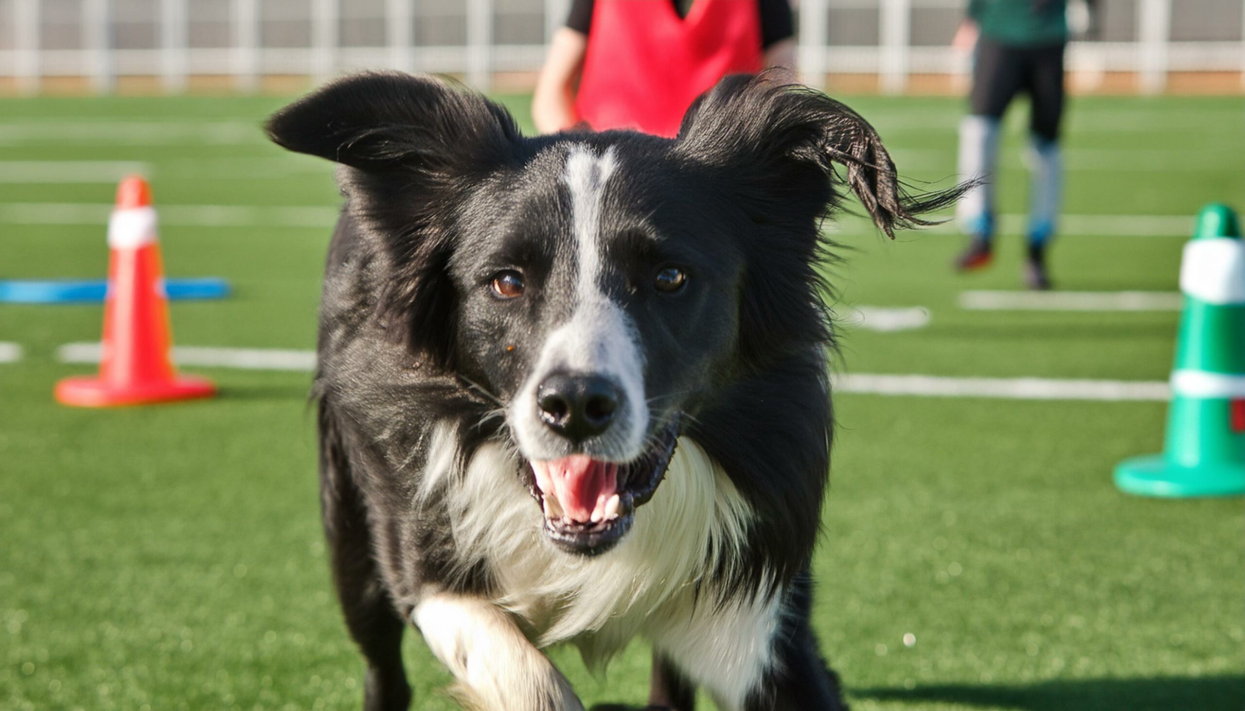 Border Collie stubborn