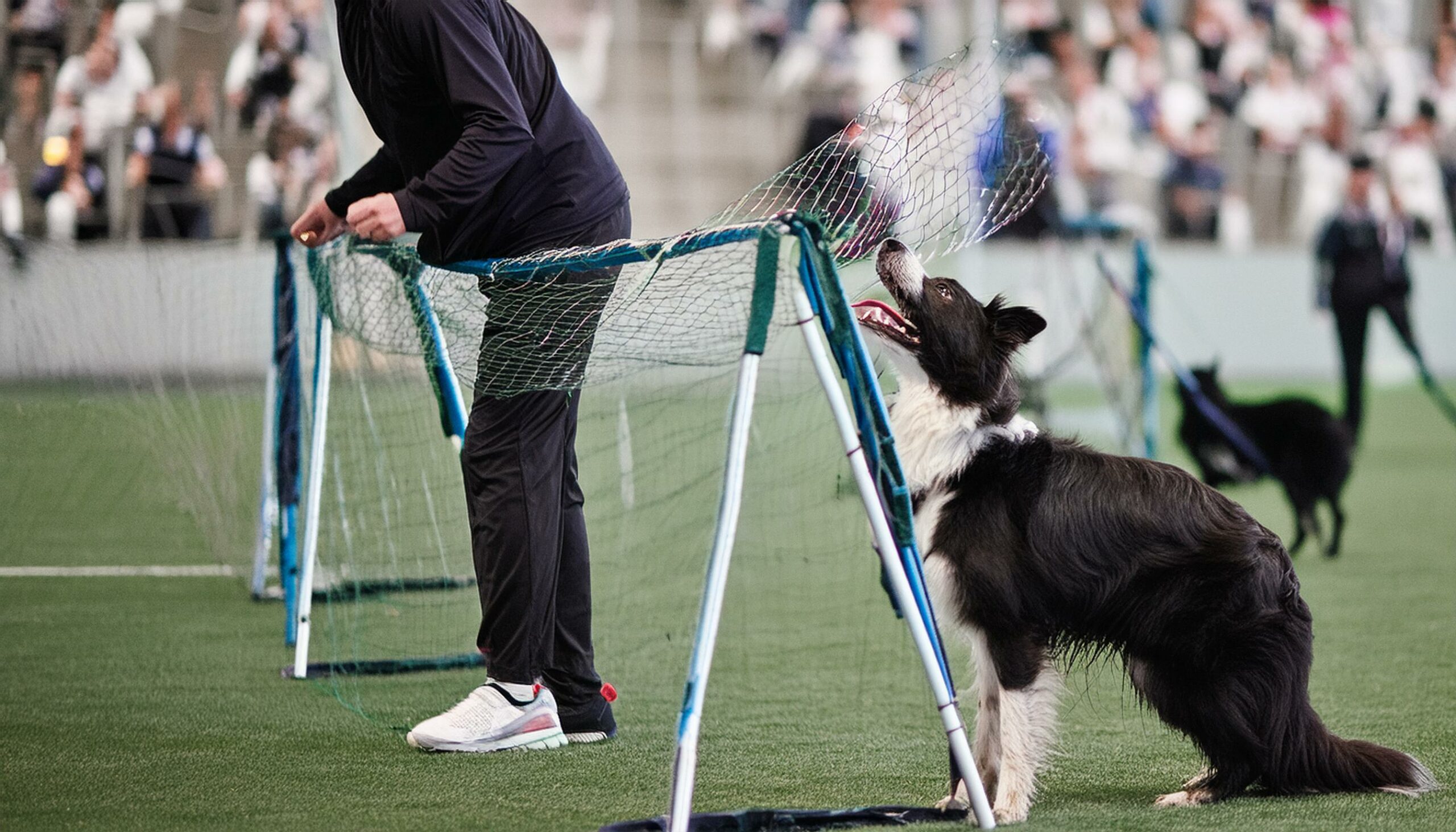 Border Collie loyalty