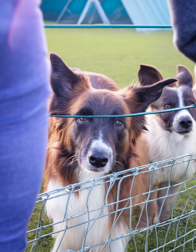 Border collies dog care