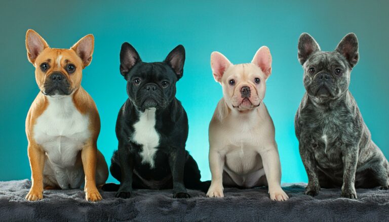 French Bulldog colors