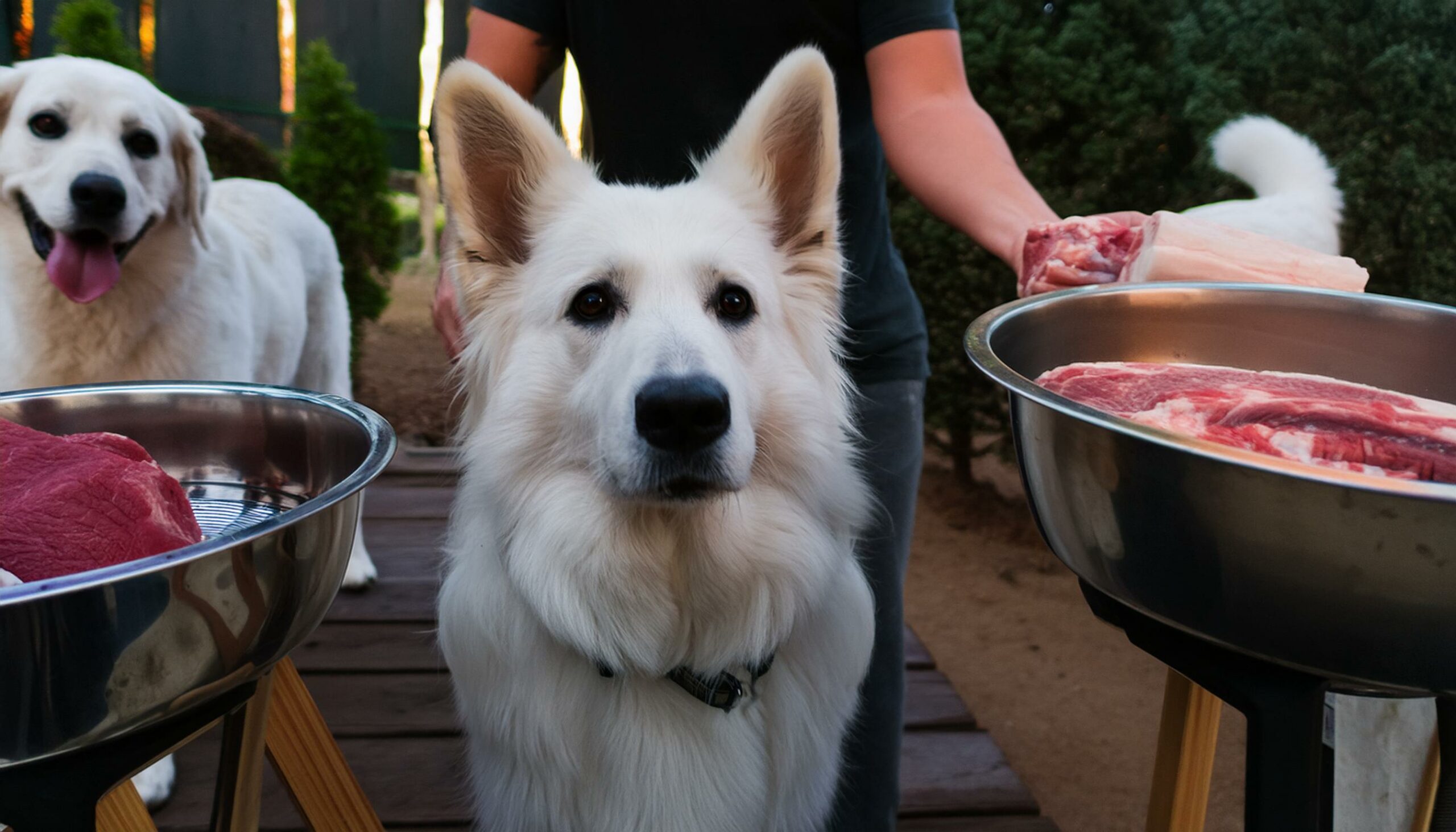 German Shepherds meat for dogs