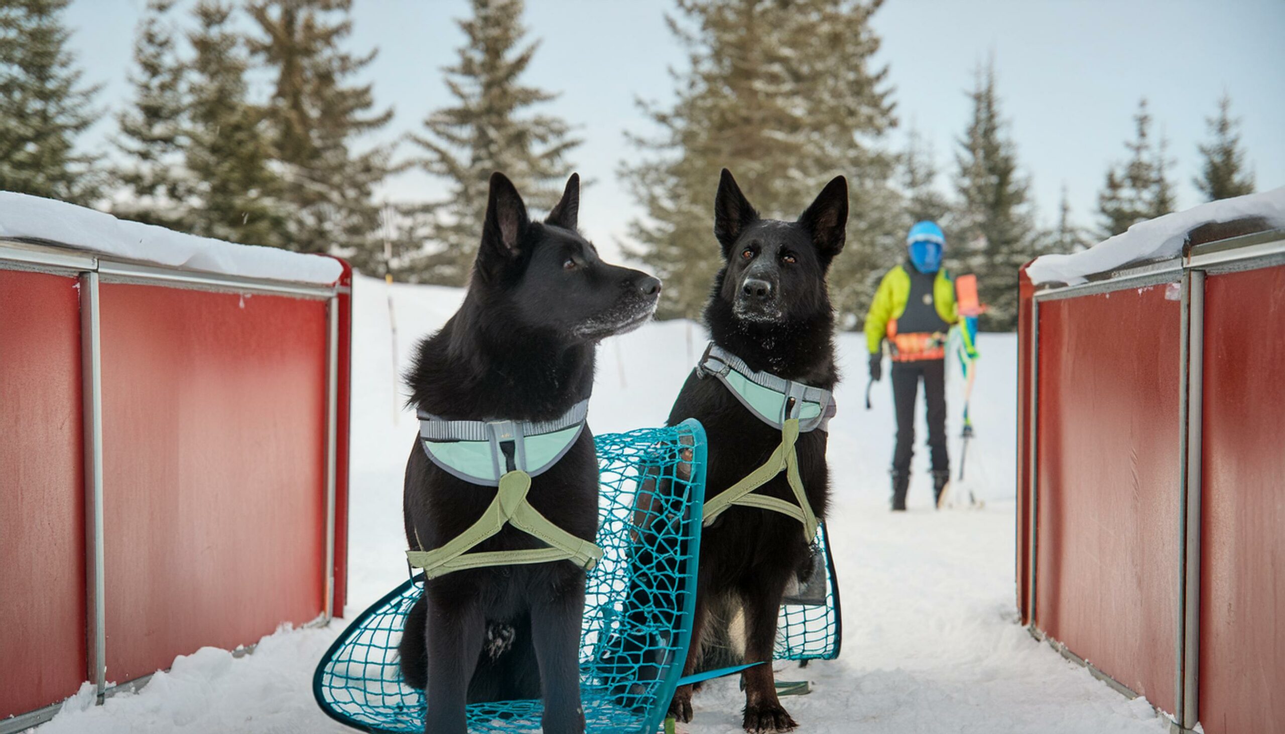 German Shepherds skills