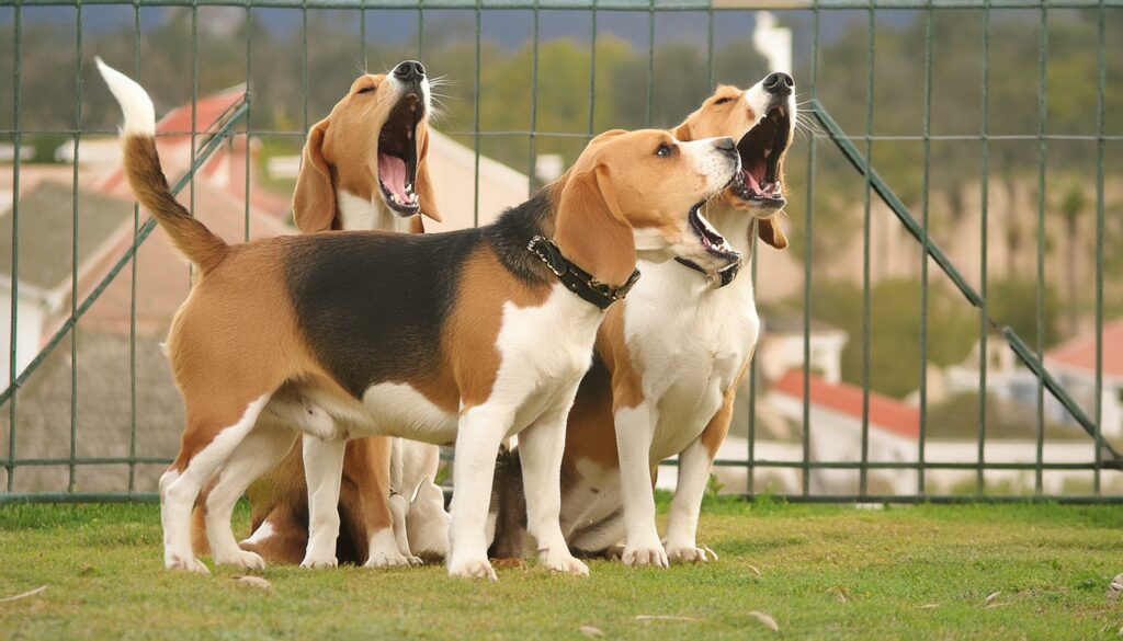 Beagle aggression