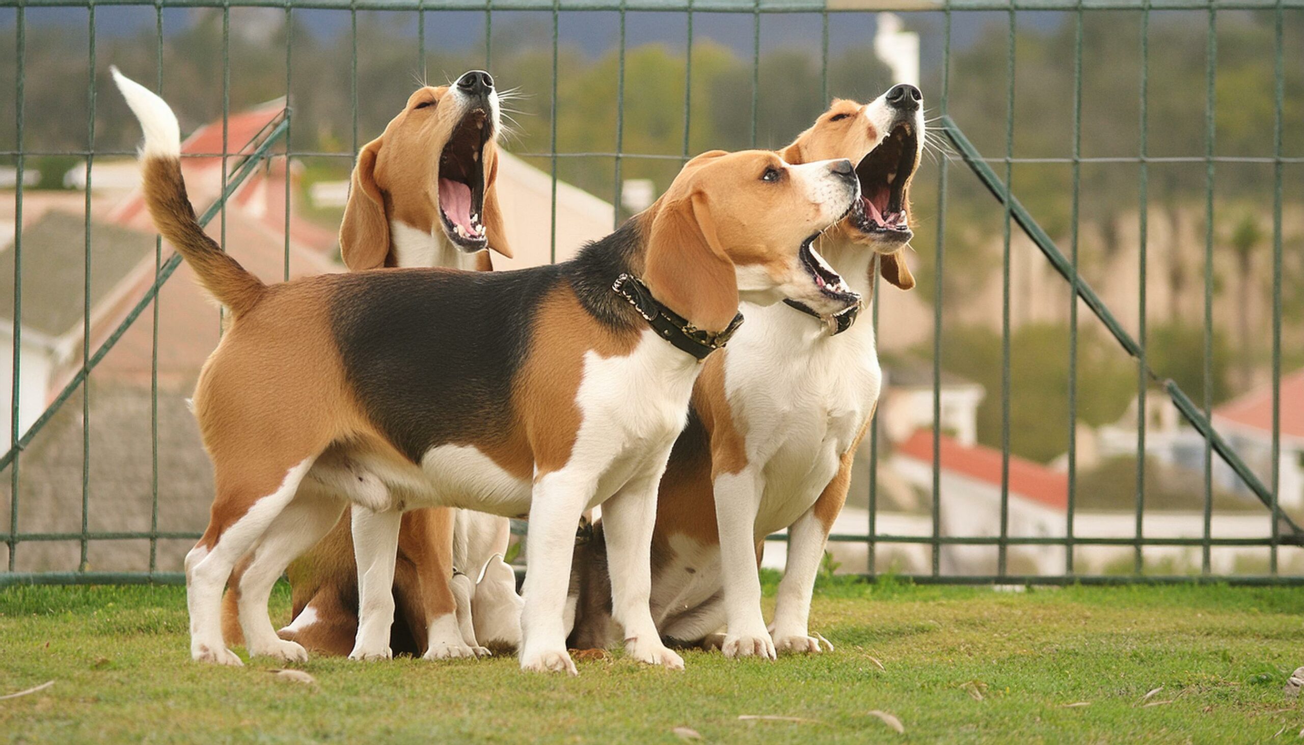 beagle behavior